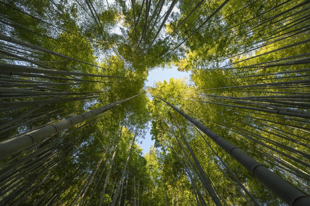 Dia Mundial do Meio Ambiente: a sustentabilidade no alto padrão residencial
