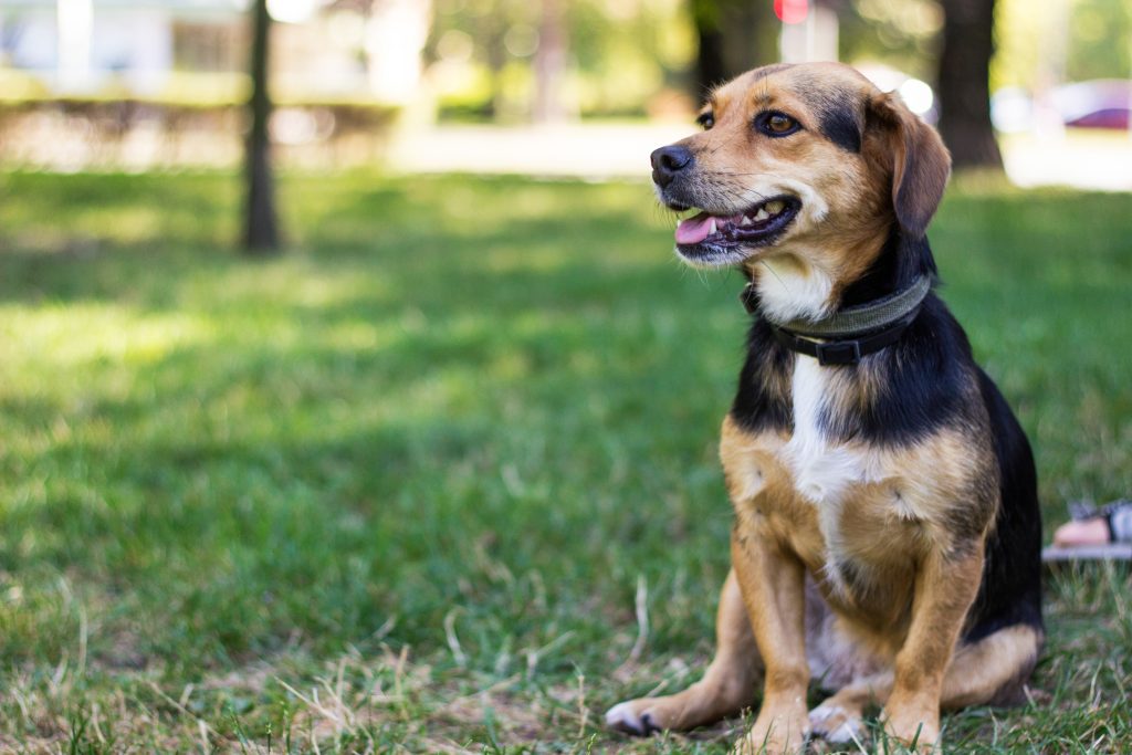 Doação de cachorro em Sorocaba: feira de adoção responsável reuniu famílias no Campolim